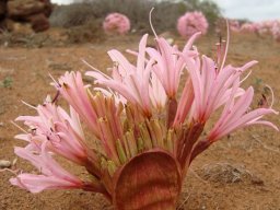 Brunsvigia bosmaniae rounded bract still dominant